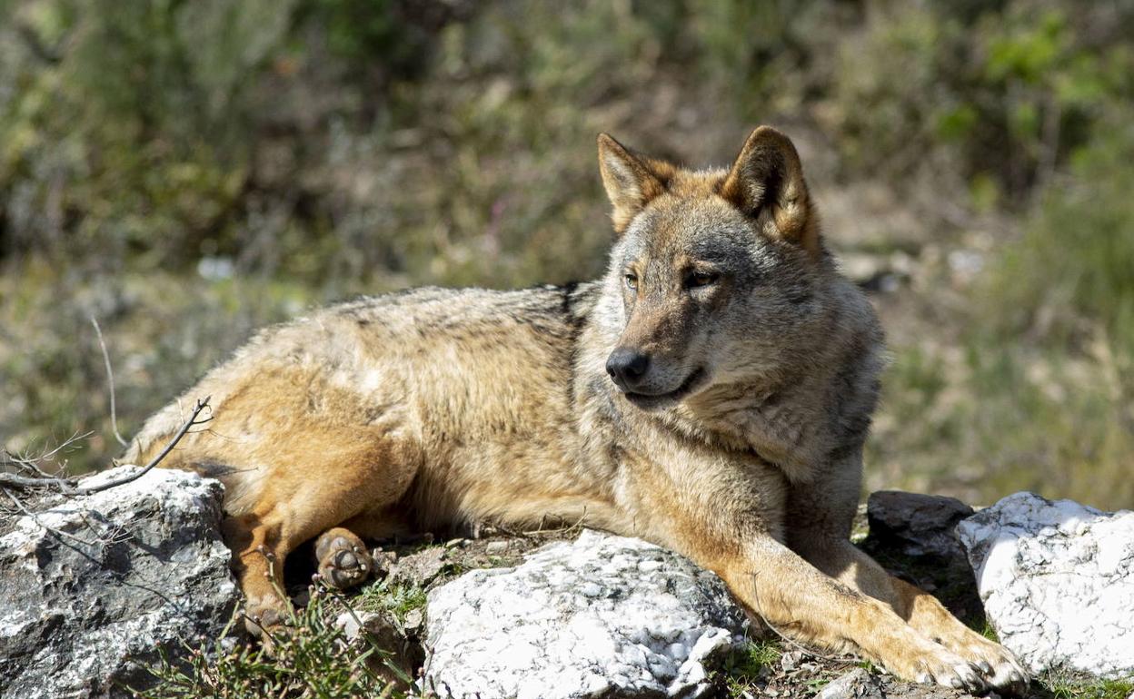 Ejemplar de lobo ibérico. Foto Archivo.