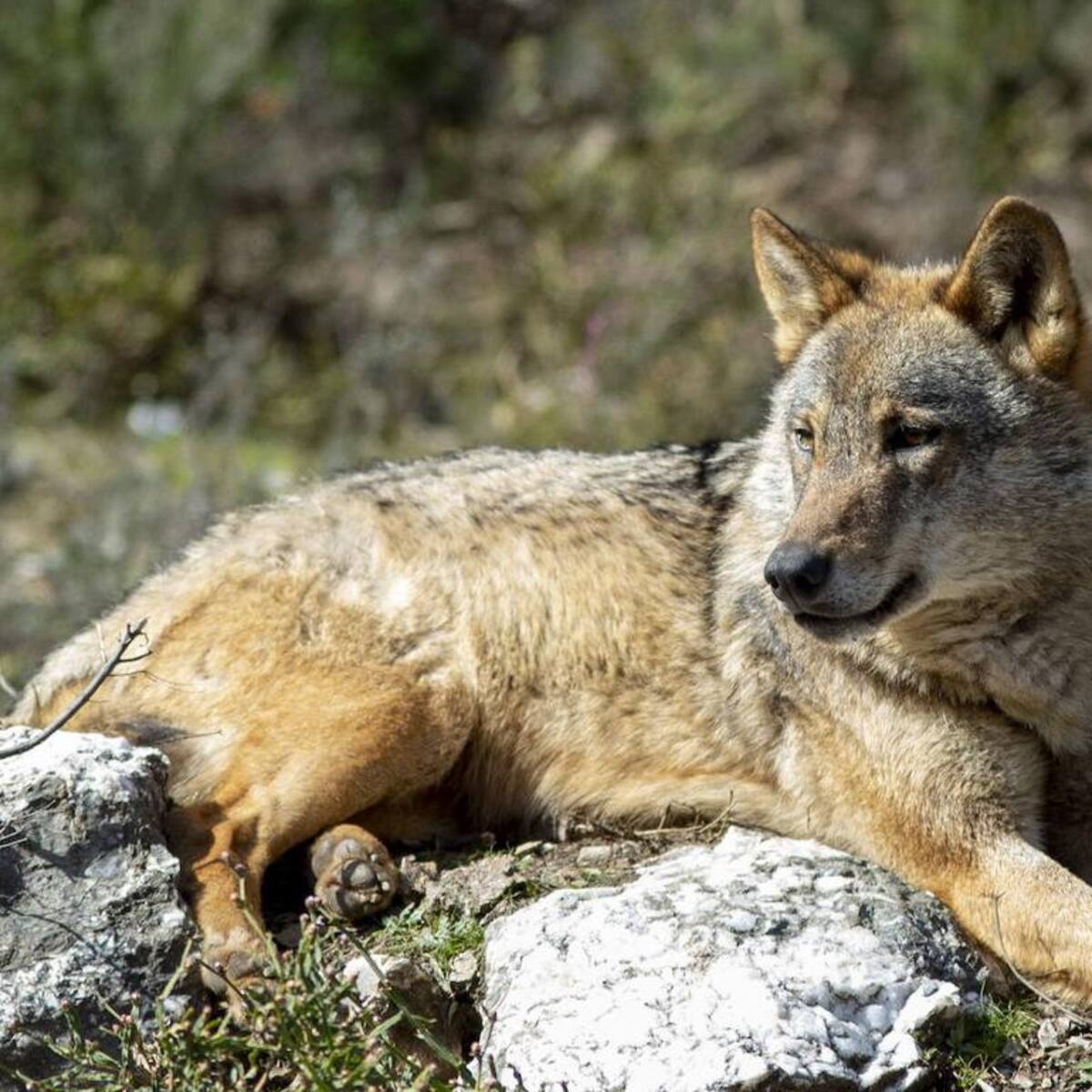 La asociación para conservar el lobo se querella contra el consejero de Medio Ambiente de Cantabria