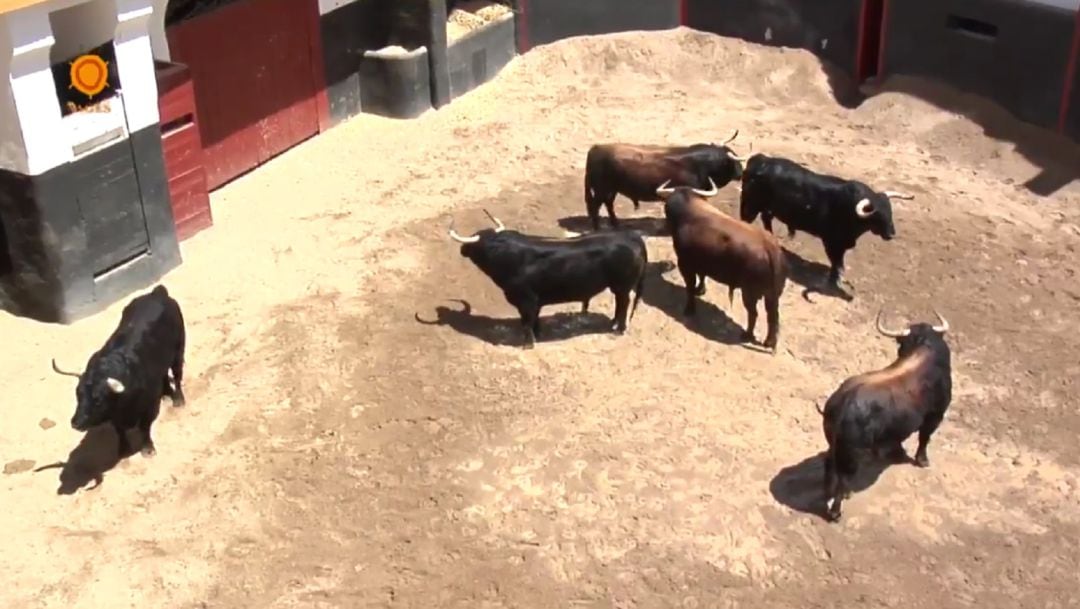 La corrida de Fuente Ymbro en el corral de manifiesto de la plaza de toros de Sevilla