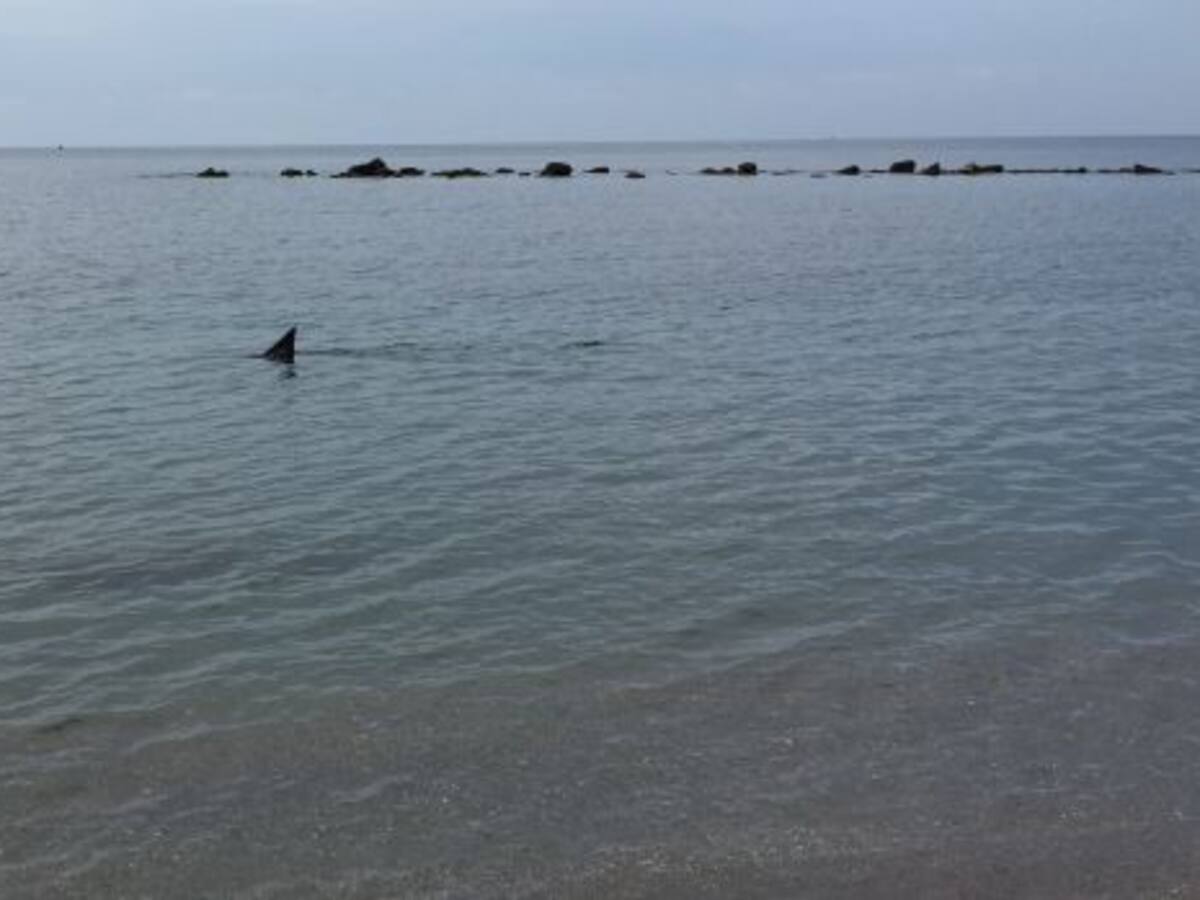 "¿Es un delfín o un tiburón?"