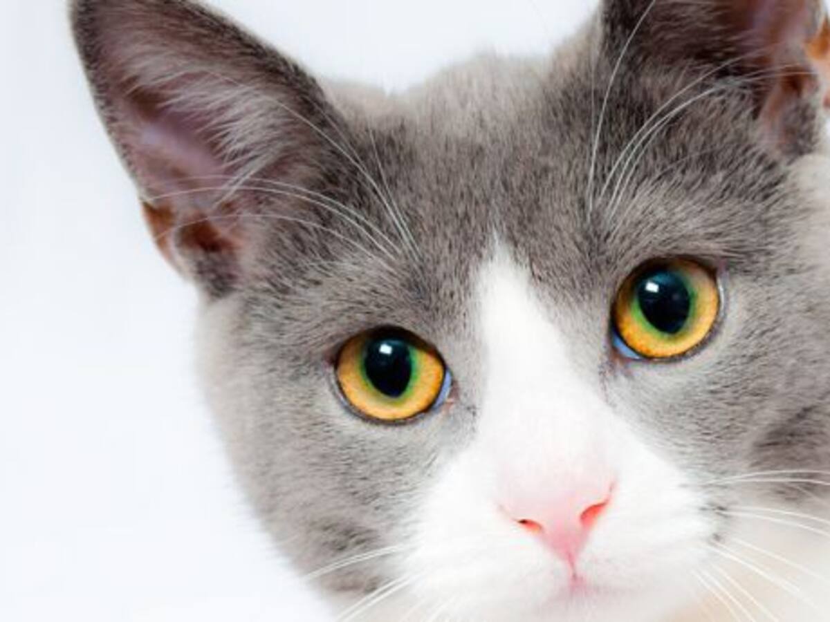 Adoptamos un gato, ¿cómo preparamos nuestra casa?