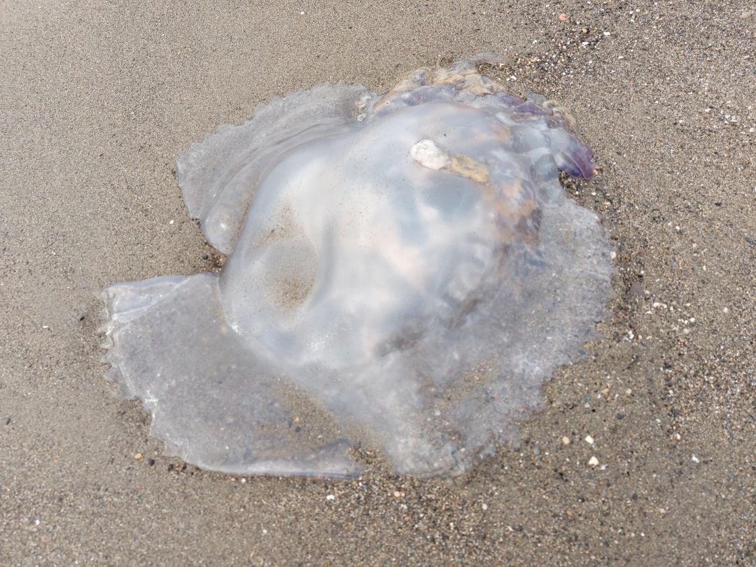 Ejemplar de medusa en la orilla de la playa de la Misericordia