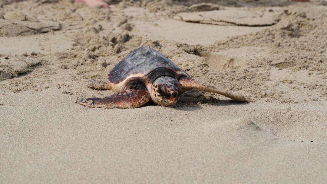 Les tortugues poden venir a nidificar aquests dies a les nostres platges.