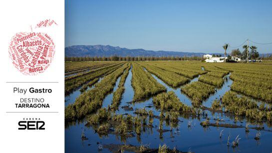 Arrozales del Delta del Ebro.