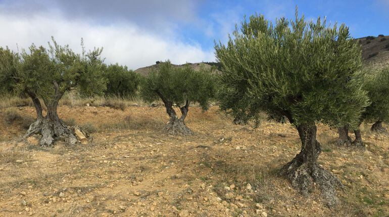 Olivos en la comarca de la Alcarria. 