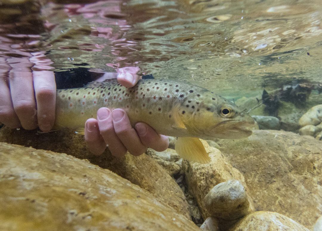 La metanfetamina vertida en los ríos afecta directamente sobre la conducta de los peces y los vuelve adictos.