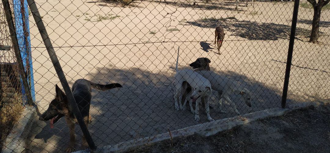 Los perros en el interior de la finca