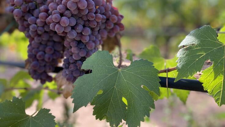 El míldiu també afecta les vinyes del Bages