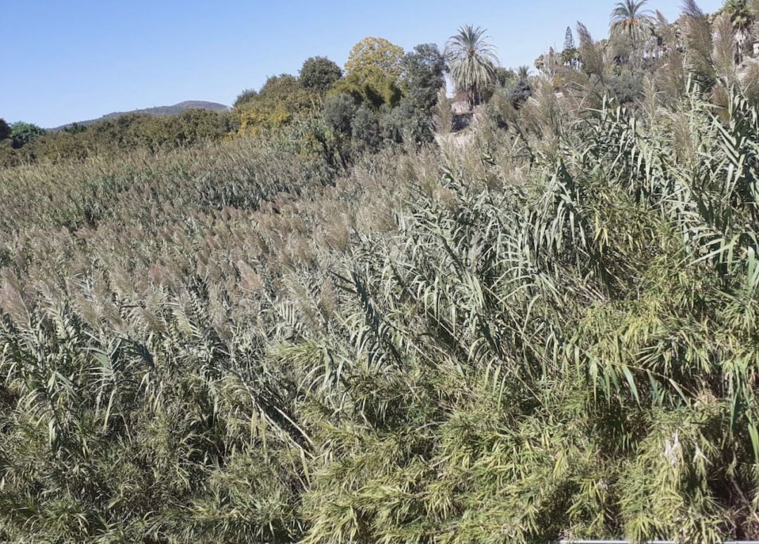 Abundantes cañas en los barrancos y en el río Serpis de Gandia 