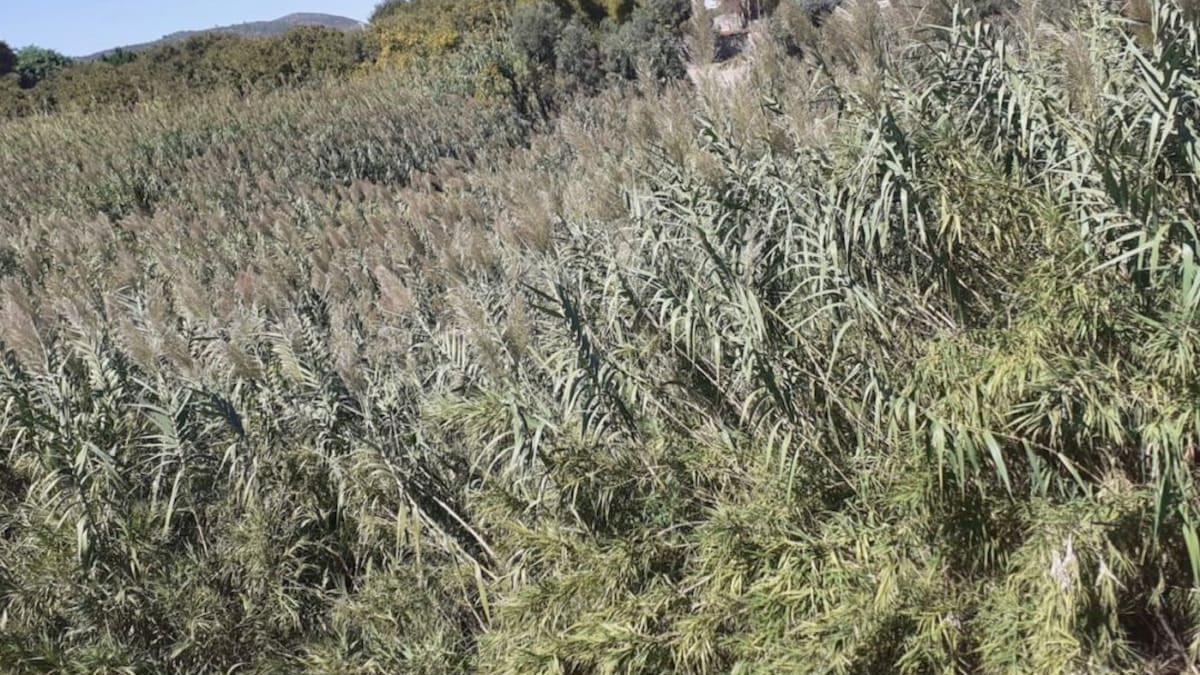 Vallés lanza una convocatoria de mantenimiento de las cañas del río Canyoles