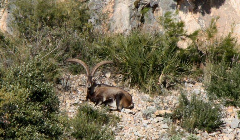Exemplar de cabra salvatge.