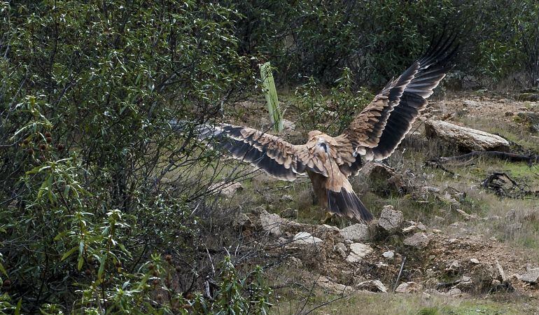 El cernícalo primilla es una de las aves que anida en los secanos de Valdemoro y Torrejón de Velasco