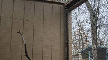 ¿Puedes encontrar al búho escondido en la fotografía? Enfréntate al último reto de agudeza visual