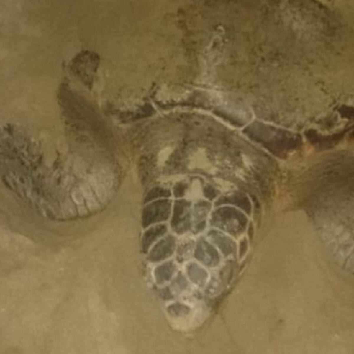 Una tortuga marina desova más de 110 huevos en la playa del Serradal