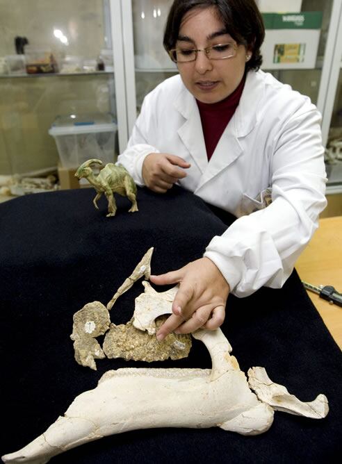 Penélope Cruzado, paleontóloga del grupo de investigación Aragosaurus-IUCA de la Universidad de Zaragoza muestra los fósiles de la cabeza de un dinosario que científicos de Zaragoza, Asturias y el País Vasco han descubierto en la localidad de Arén (Huesca).