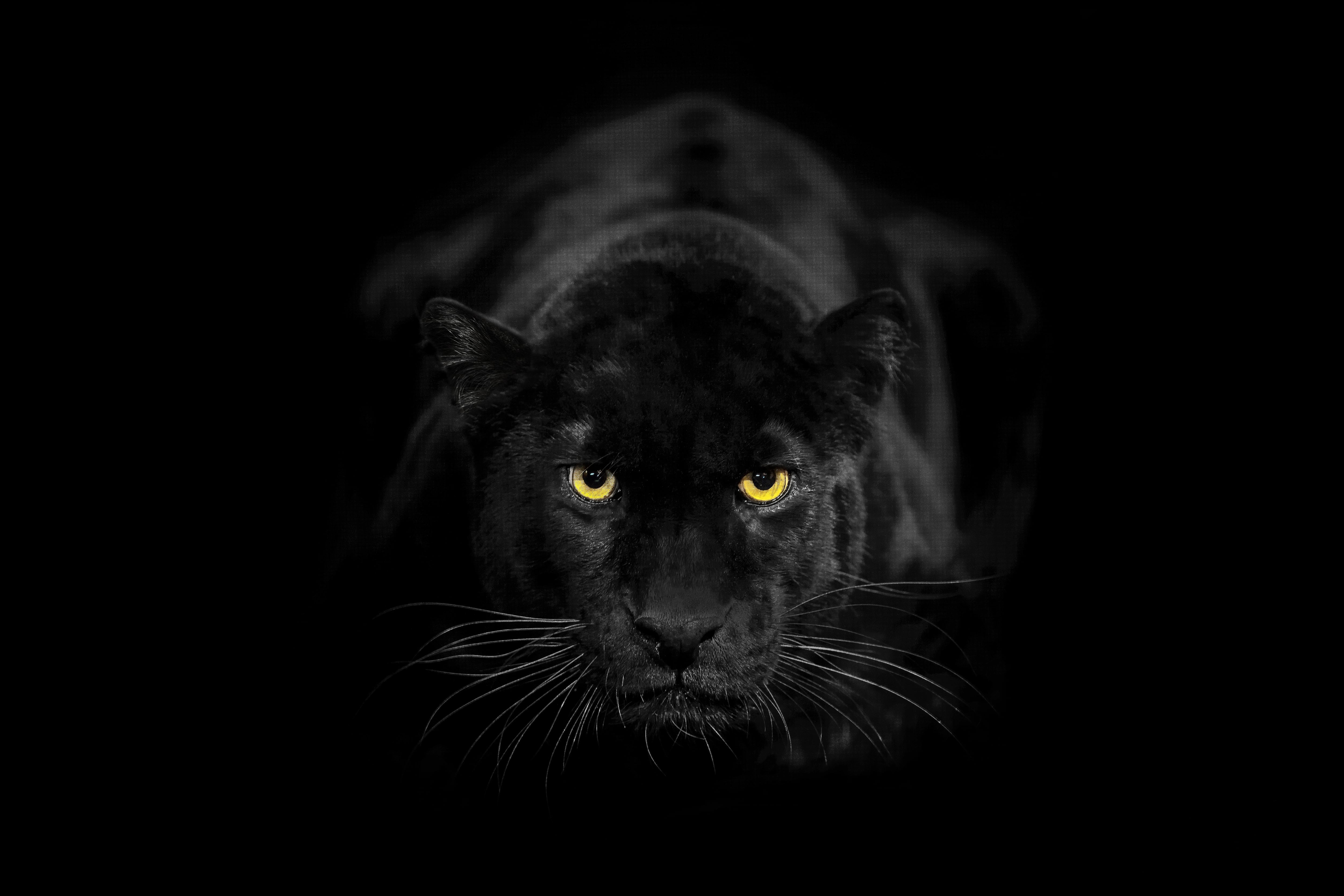 Leopardo negro