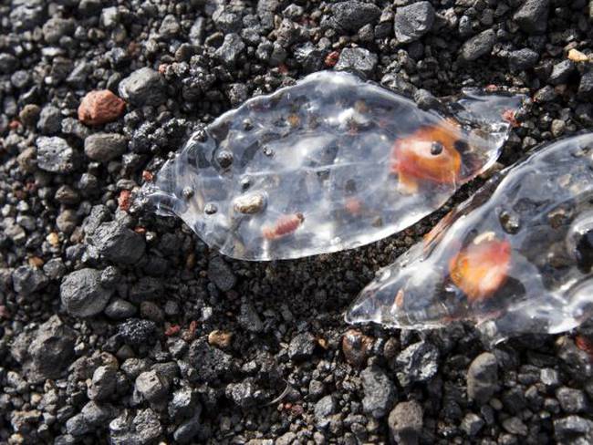 Salpa, a la sorra de la platja