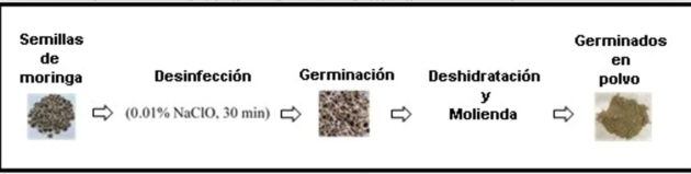 Proceso de obtención de germinados de moringa en polvo.