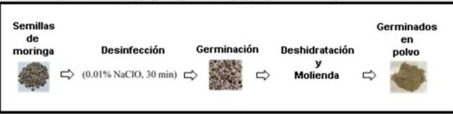 Proceso de obtención de germinados de moringa en polvo.