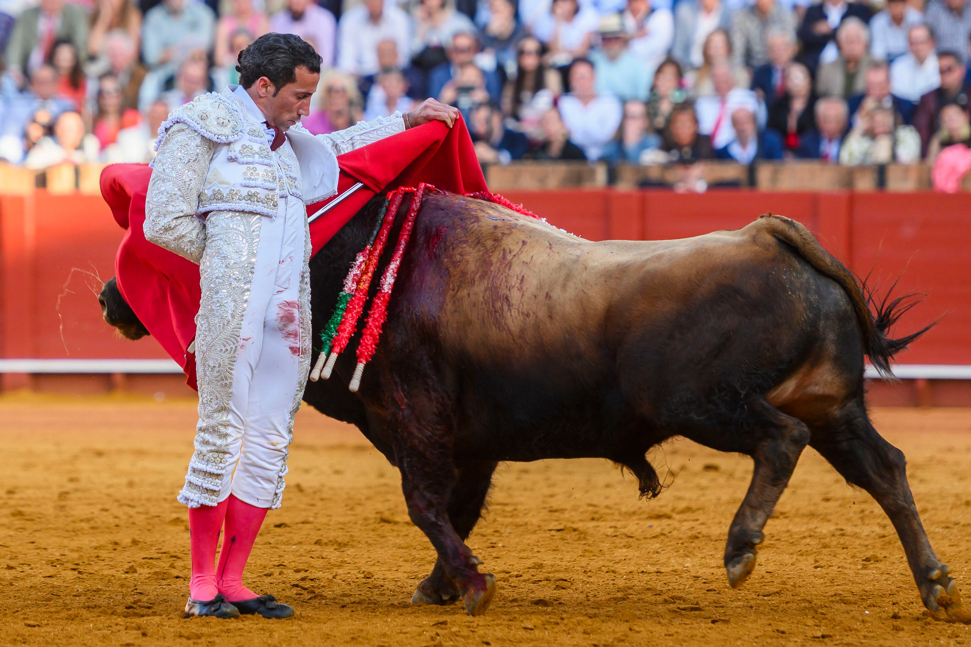 SEVILLA. 10/05/2025. - El diestro David de Miranda durante su faena con el primer toro de su lote en la corrida en la Maestranza de Sevilla, en la que comparte cartel con los diestros Cayetano y Roca Rey, este sábado en Sevilla. EFE/ Raúl Caro.
