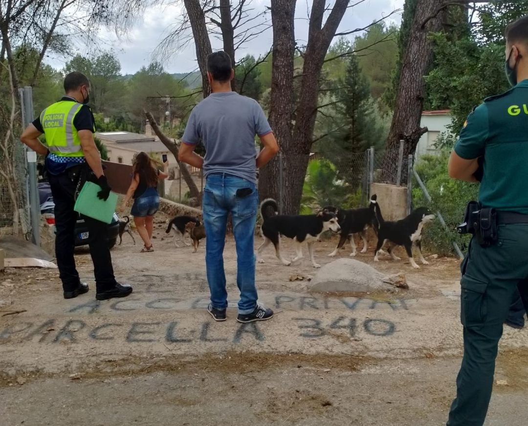 Momento de la captura de los perros