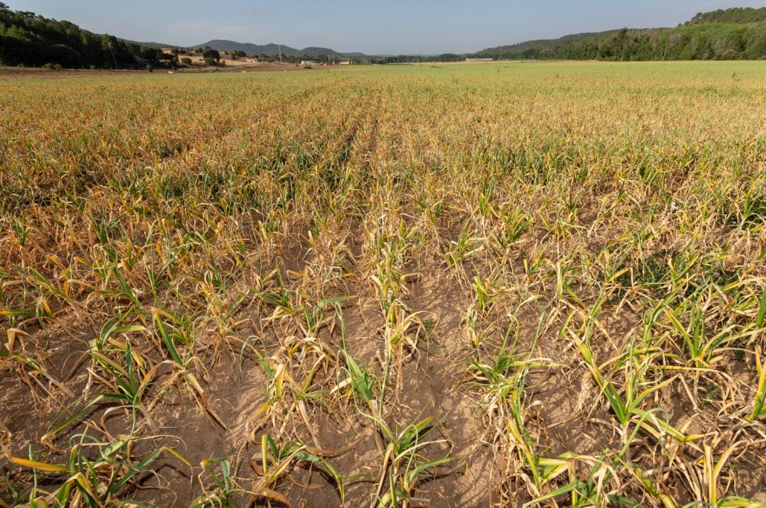 Plantación de ajo