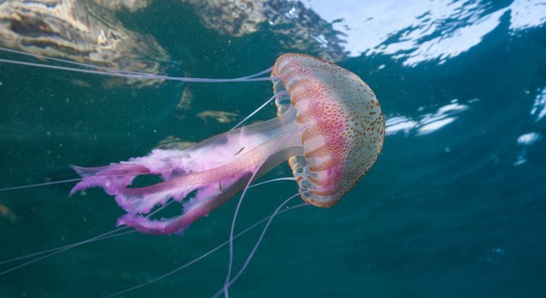 Un ejemplar de pelagia noctiluca, o avispa de mar