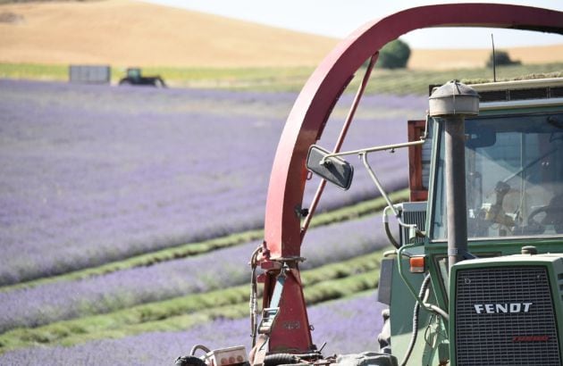 Recolección de la lavanda.