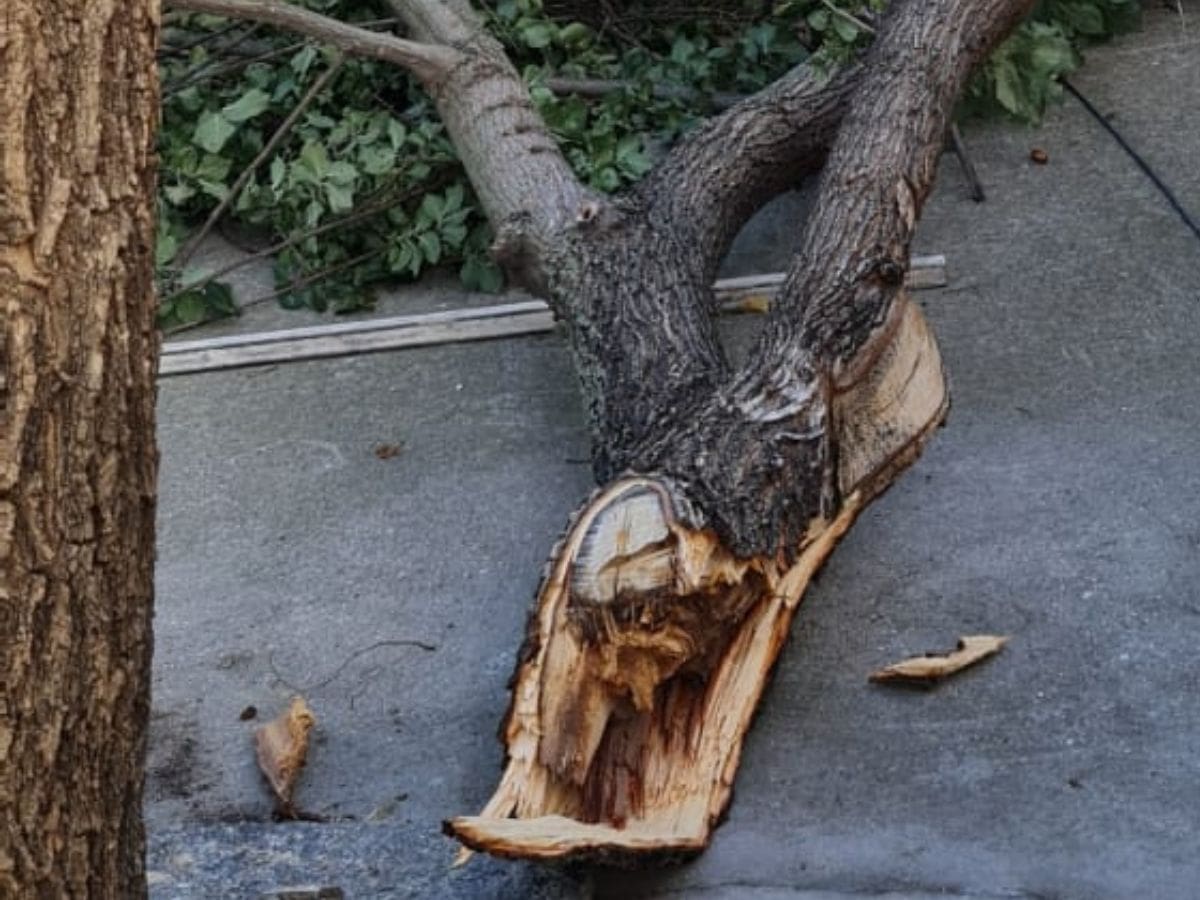 Andújar realiza un curso sobre prevención de riesgos en el arbolado urbano