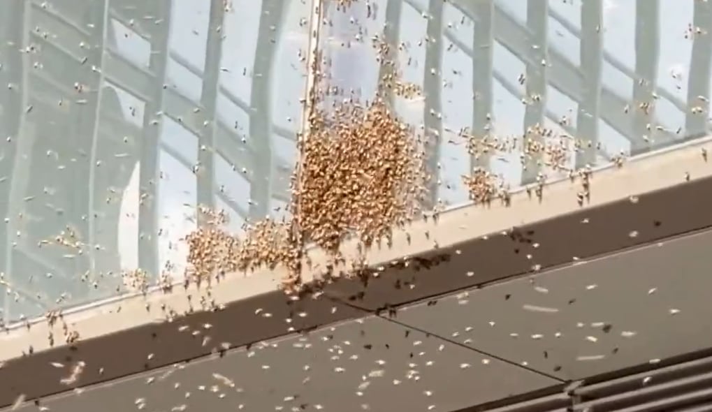 Invasión de abejas en Nueva York.