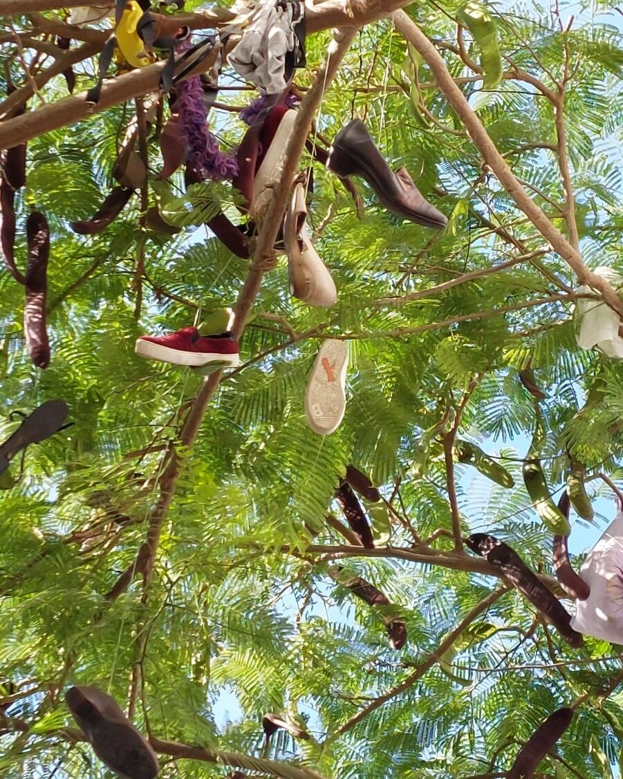 Zapatos y zapatillas en las ramas de un árbol de la calle Guenia de Arrecife, en Lanzarote.