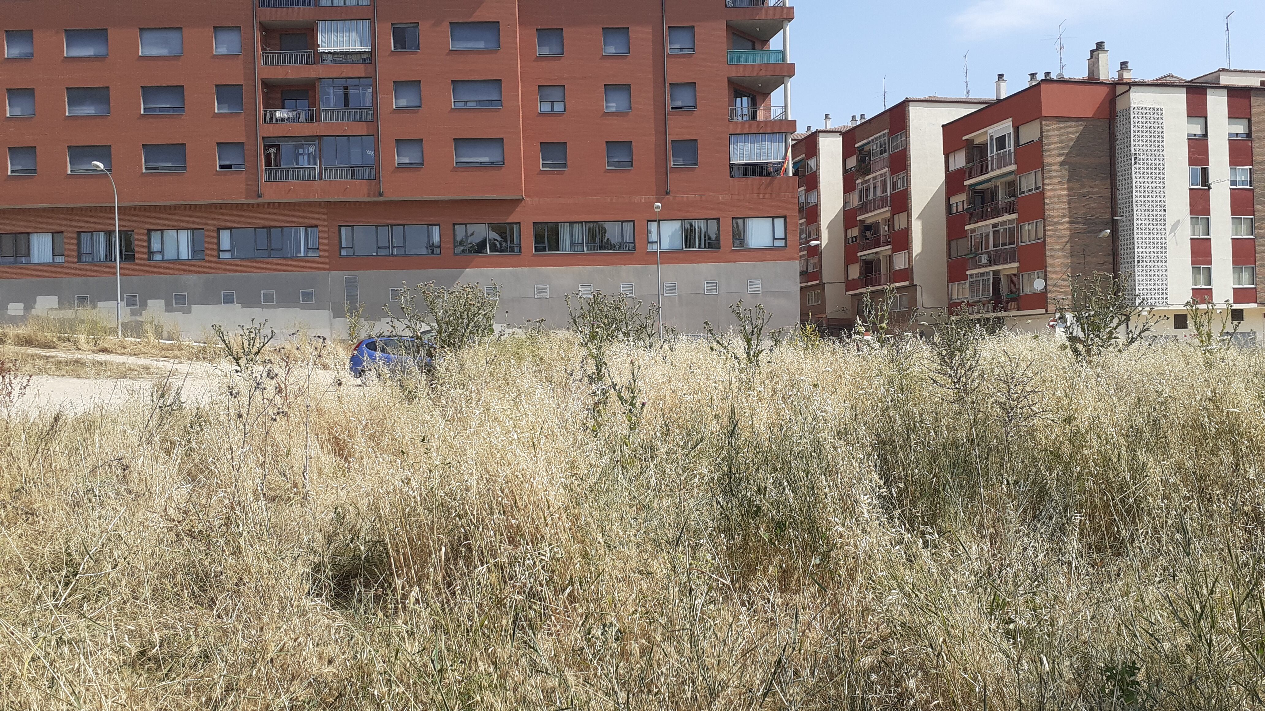 La maleza en "La Millonada" ha proliferado a las puertas de las viviendas de esta zona del barrio de Santa Catalina