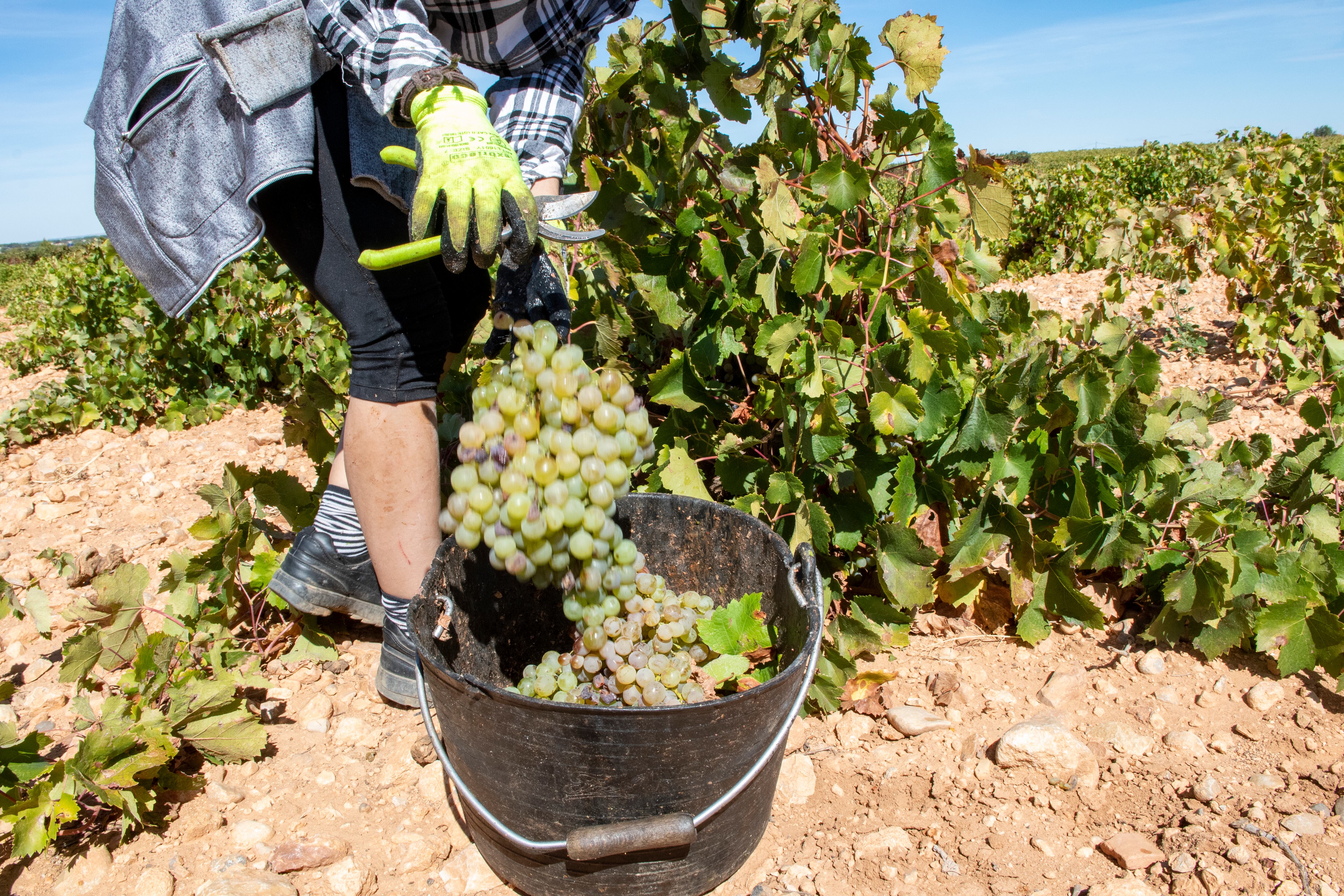 Harvesting is one of the most popular agricultural tasks. Traditionally, it has been done by hand, but the popularization of trellis vines has mechanized the work. On the other hand, it is becoming more and more difficult to find workers who want to develop this work, to the point that the industry is developing machines to harvest vineyards from low standing. This means that these manual vintage scenes are close to becoming a true relic, some images for Histor