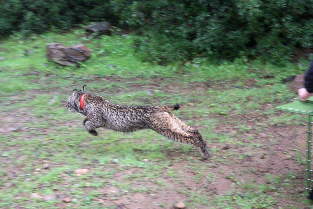 Archivo - Lince liberado por Medio Ambiente en Guarrizas (Jaén).