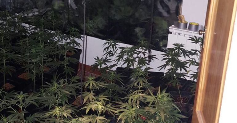 Plantación de marihuana en una vivienda de Miraflores de la Sierra