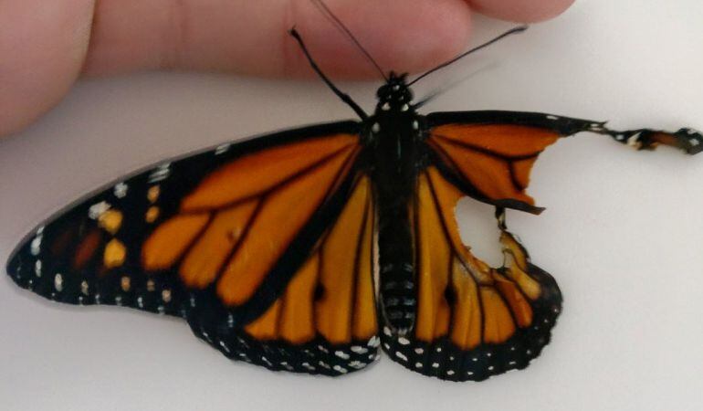 La mujer muestra la mariposa con el ala rota.