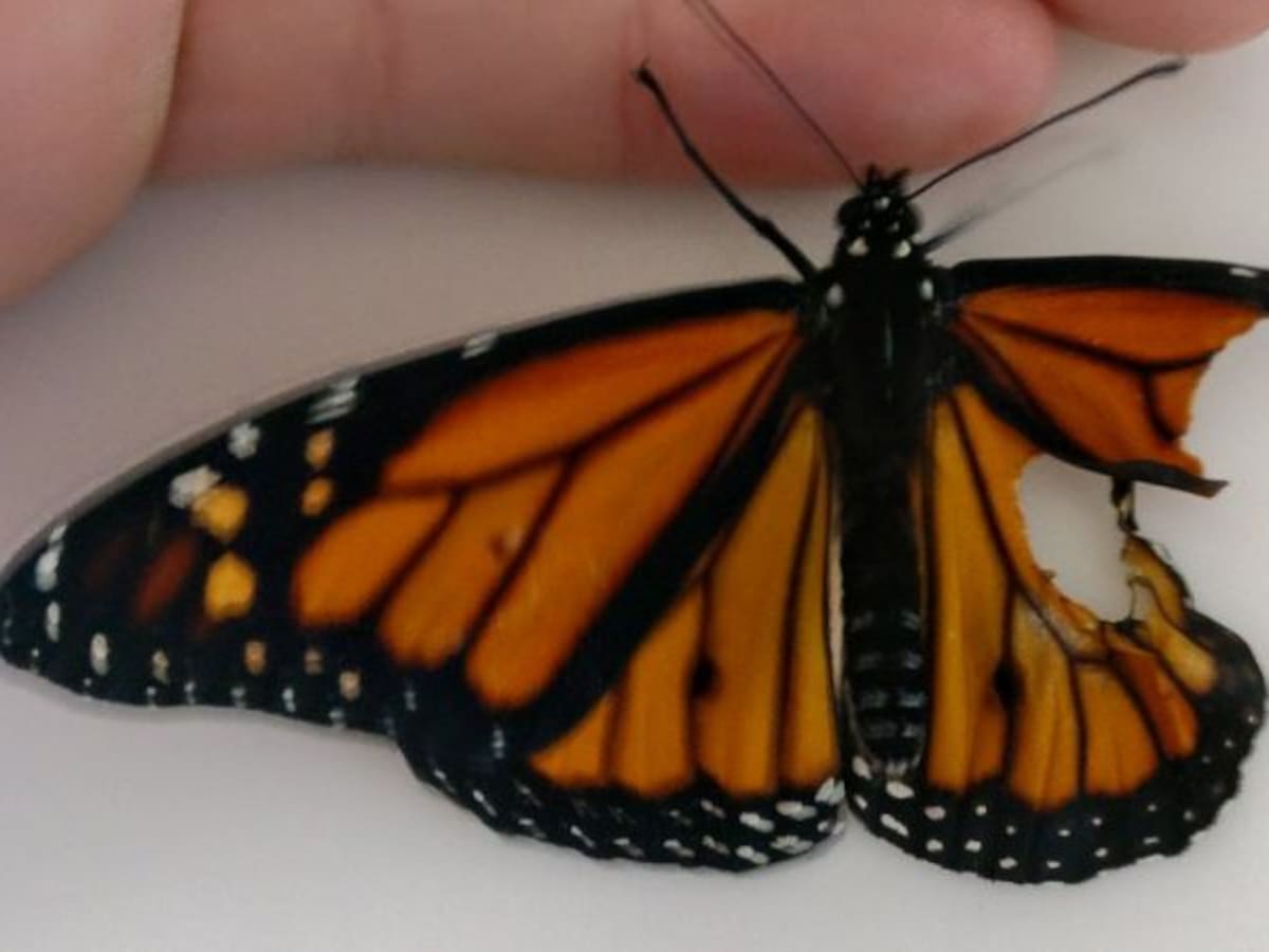 La emotiva historia de la joven que operó a una mariposa para que pudiera volar