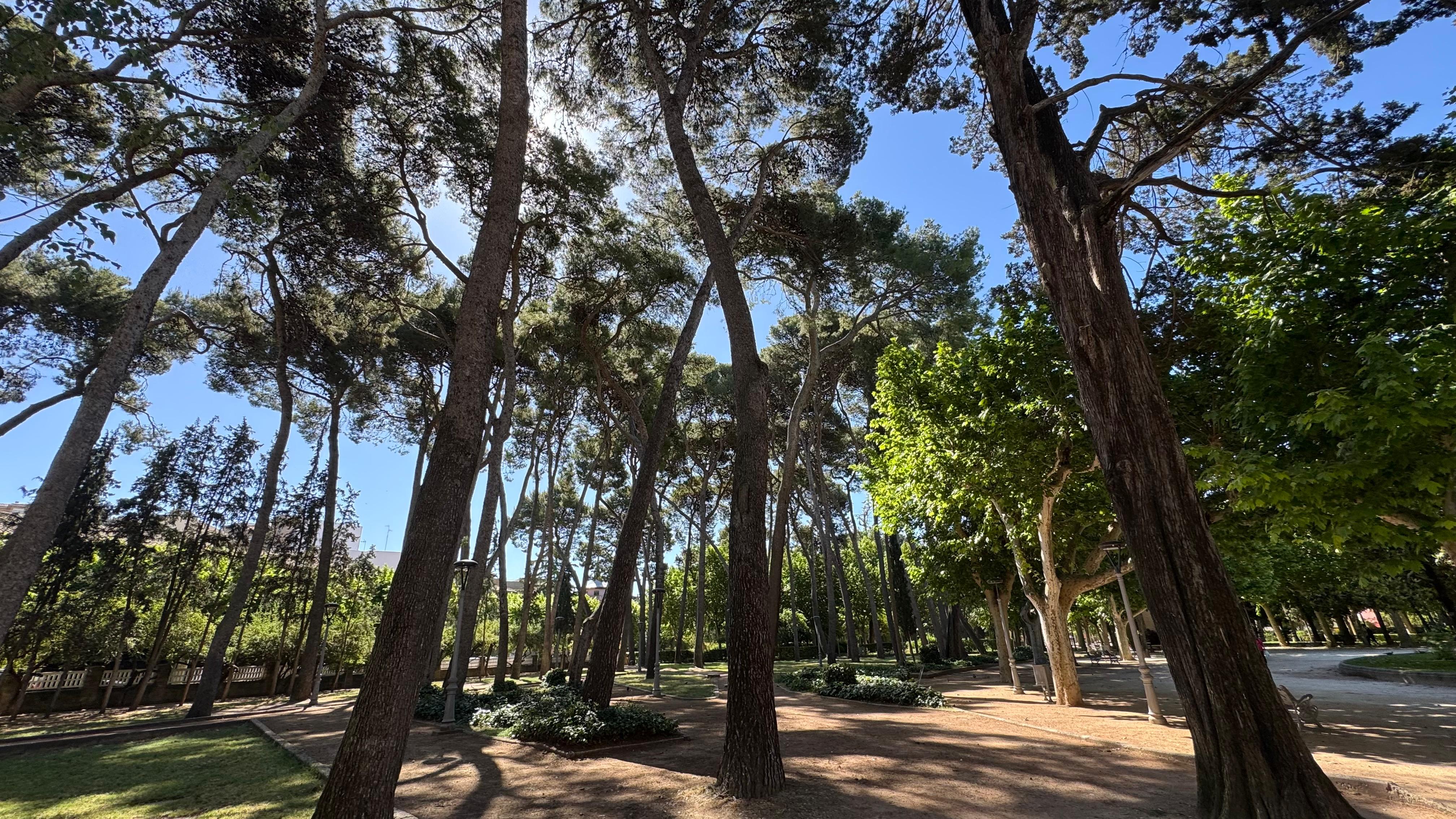 Pinar Parque Miguel Servet