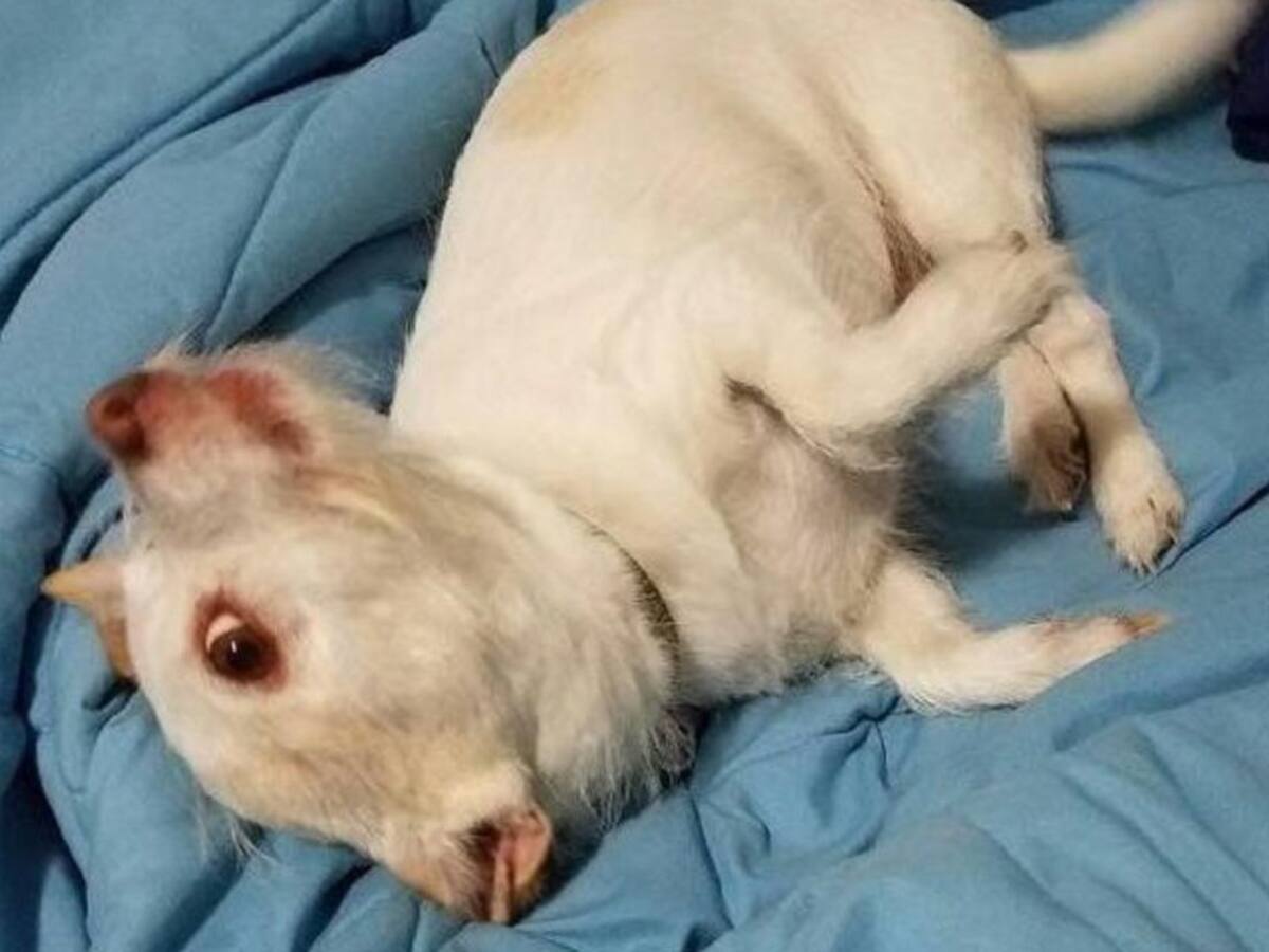 La ilusión óptica que confunde a las redes sociales: ¿perro, cabra, vaca o jabalí?