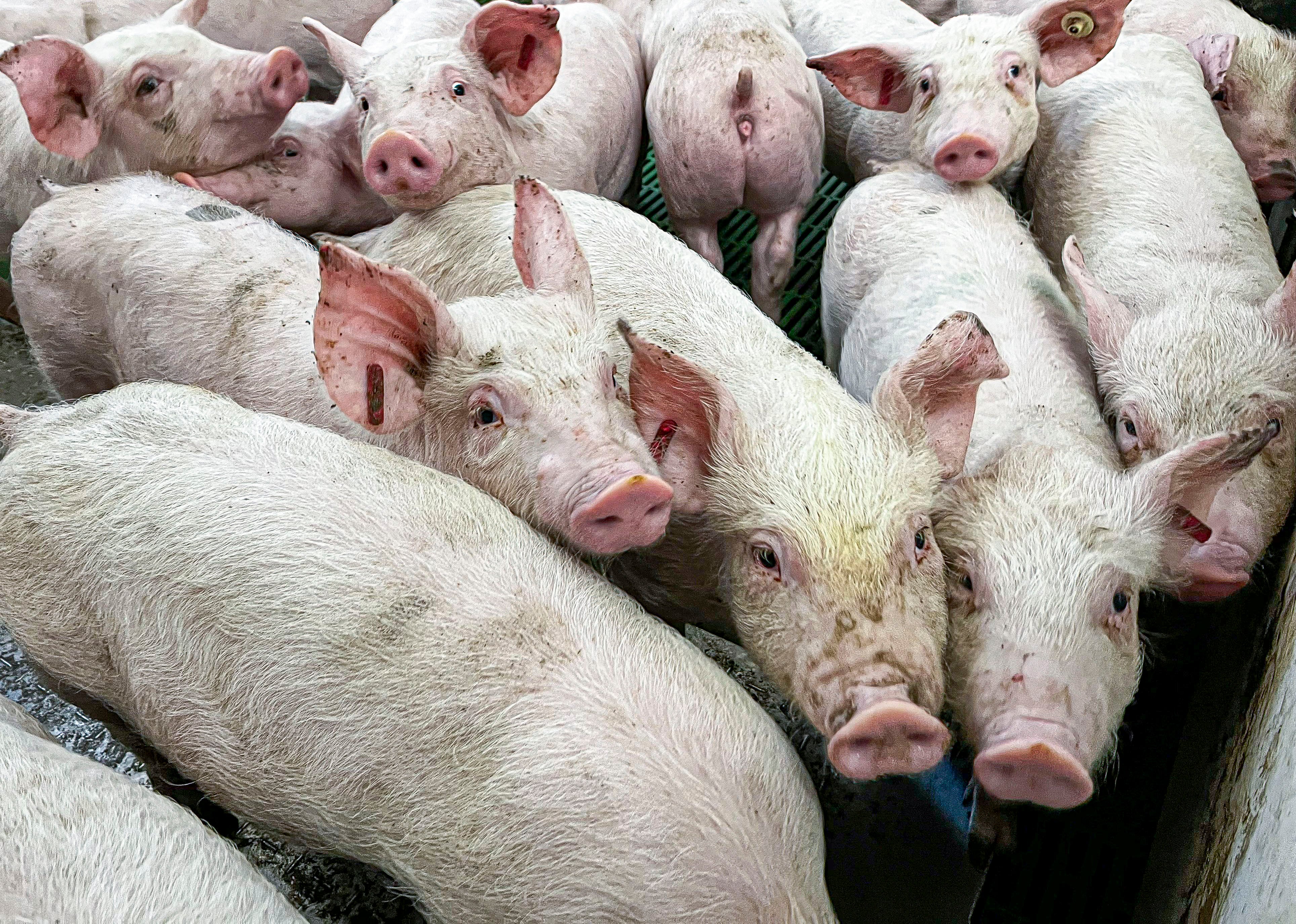 Lechones en una granja de porcino.