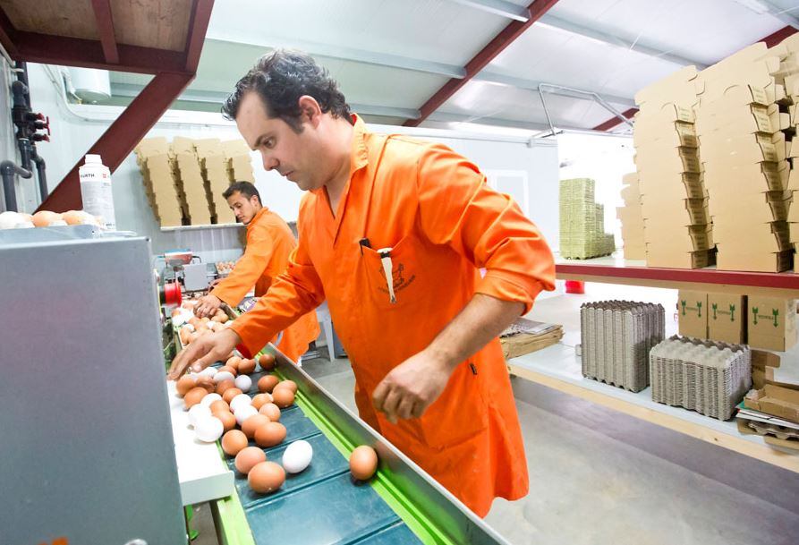 Trabajadores en la empresa de huevos Corral de Monegros