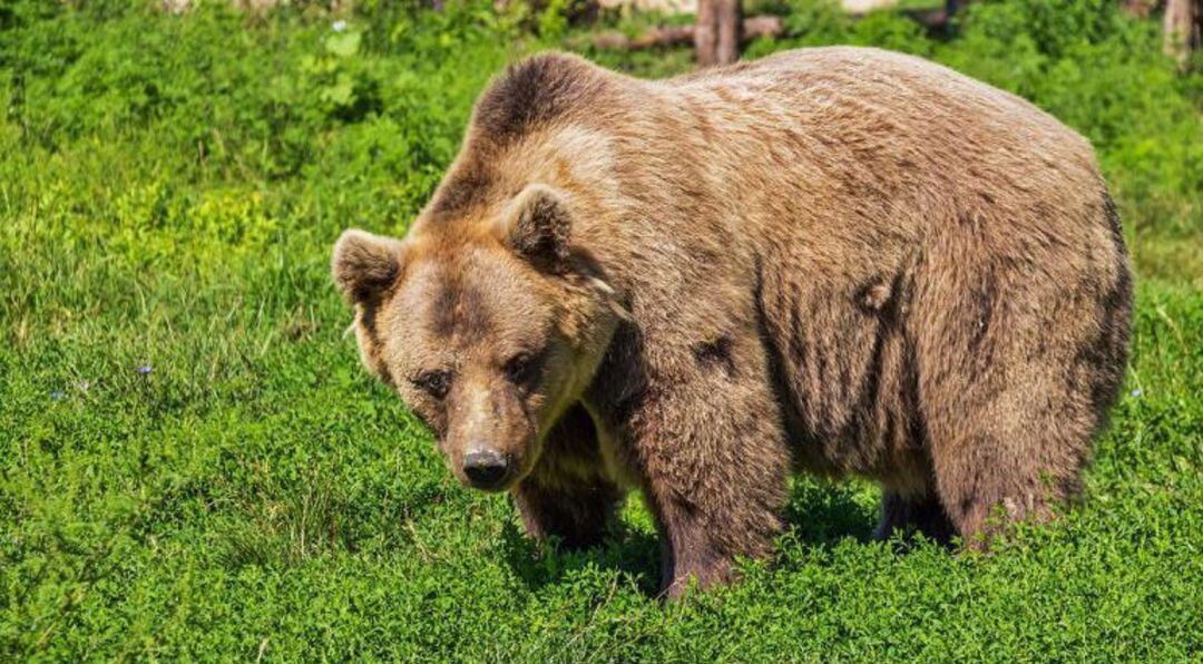 Absueltos dos cazadores acusados de disparar a una osa en Palencia