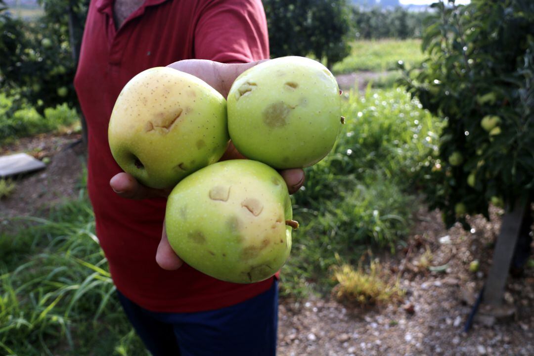 Fruita del Pla d&#039;Urgell afectada per la tempesta de pedra de dimarts passat.