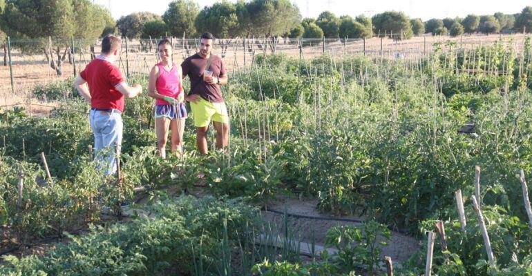 Los vecinos colaboran en los huertos urbanos