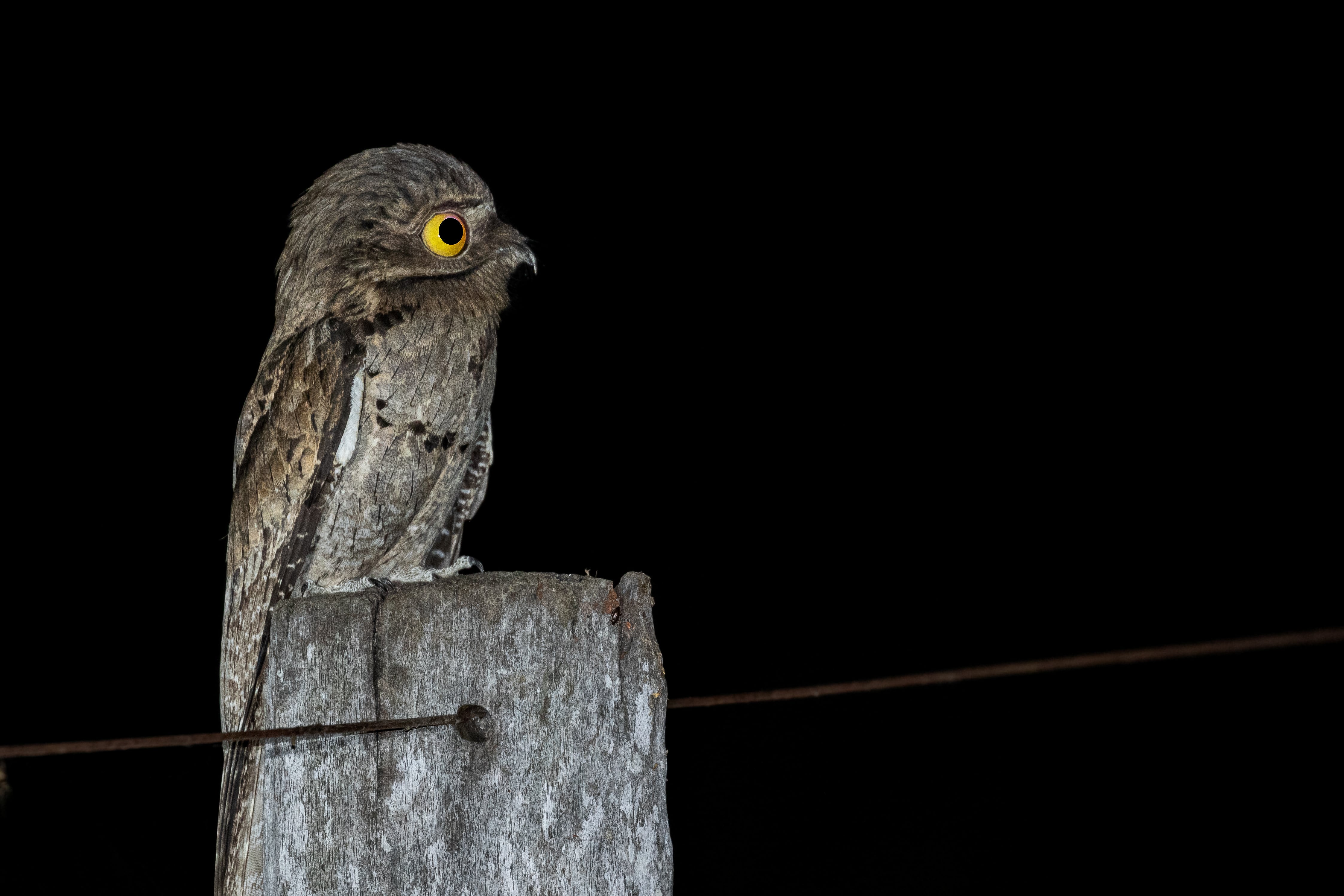 Imagen de archivo de un potoo común