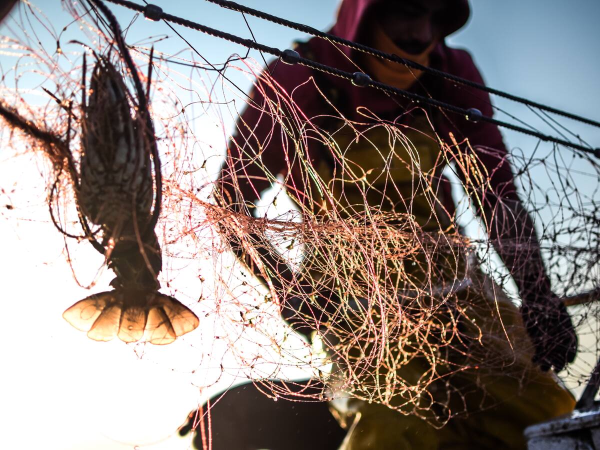 El Servei d'Inspecció de Pesca obre 14 expedients sancionadors per presumptes infraccions