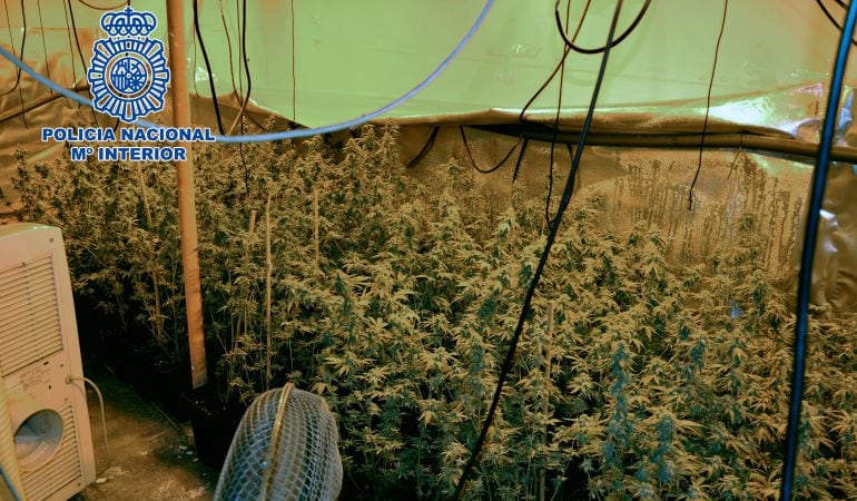 El garaje tenía capacidad para albergar 1.000 plantas de marihuana