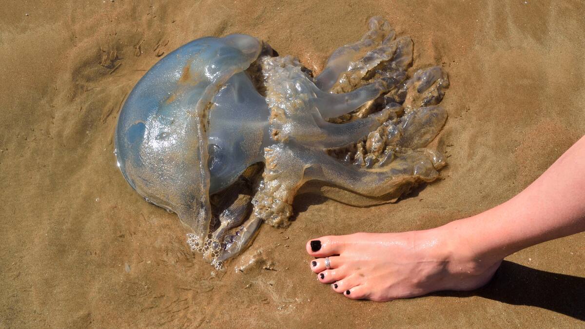 Un 20% más de picaduras de medusas en la playa de Gandia este verano
