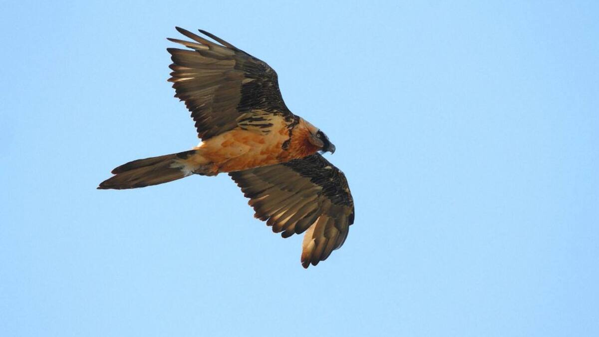 Francisco Rodríguez, director del Centro de cría del Quebrantahuesos de Cazorla: "Andalucía es pionera en el uso de unidades caninas para la detección del veneno"