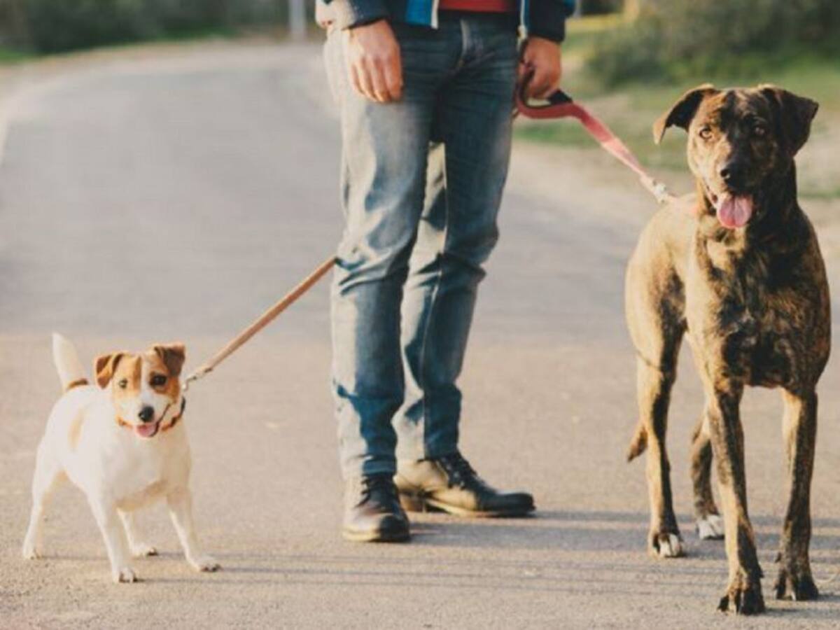 Un centenar de sanciones por dejar sueltos a perros en la calle o no llevar bozal después del confinamiento